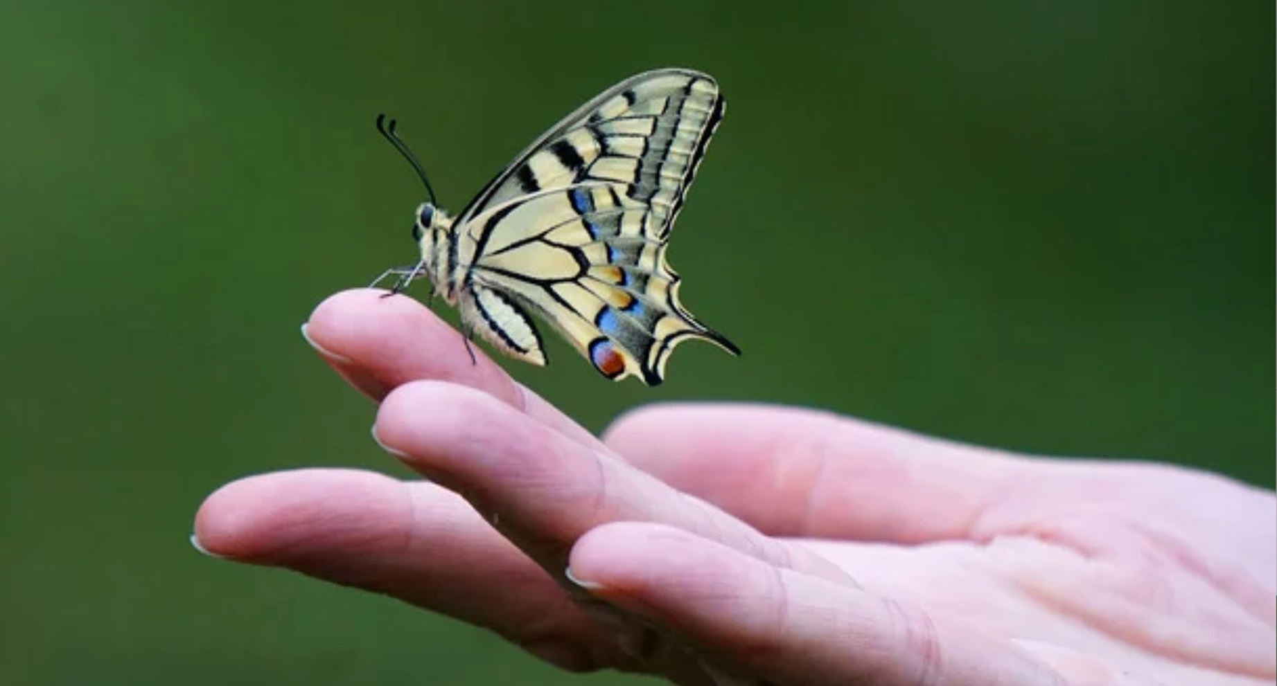 butterfly-resized-3
